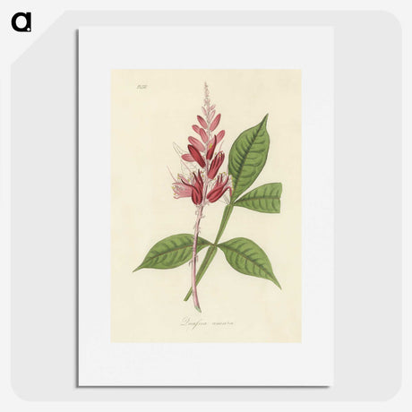 1-89_Medical-Botany_picture