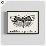 1-89_Moths-and-Butterflies-of-the-United-States_blk-crop