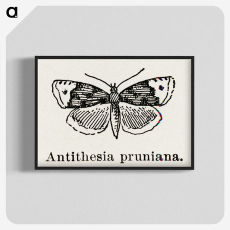 1-89_Moths-and-Butterflies-of-the-United-States_blk-crop