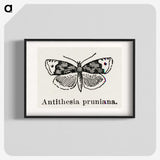 1-89_Moths-and-Butterflies-of-the-United-States_blk