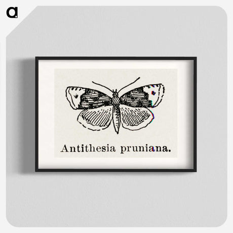 1-89_Moths-and-Butterflies-of-the-United-States_blk