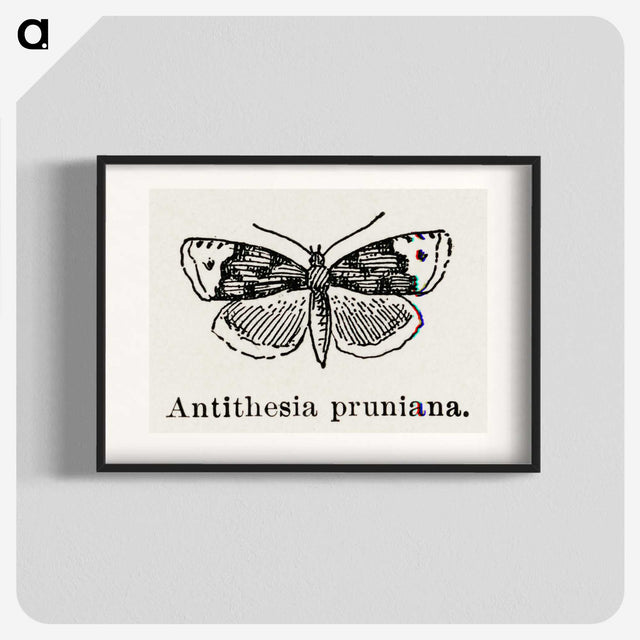 1-89_Moths-and-Butterflies-of-the-United-States_blk