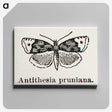 1-89_Moths-and-Butterflies-of-the-United-States_canvas