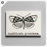 1-89_Moths-and-Butterflies-of-the-United-States_canvas