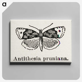 1-89_Moths-and-Butterflies-of-the-United-States_canvas