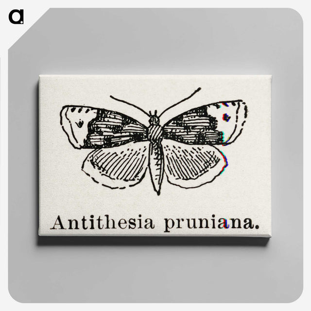 1-89_Moths-and-Butterflies-of-the-United-States_canvas