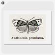 1-89_Moths-and-Butterflies-of-the-United-States_picture