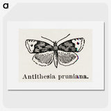 1-89_Moths-and-Butterflies-of-the-United-States_picture