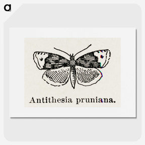 1-89_Moths-and-Butterflies-of-the-United-States_picture