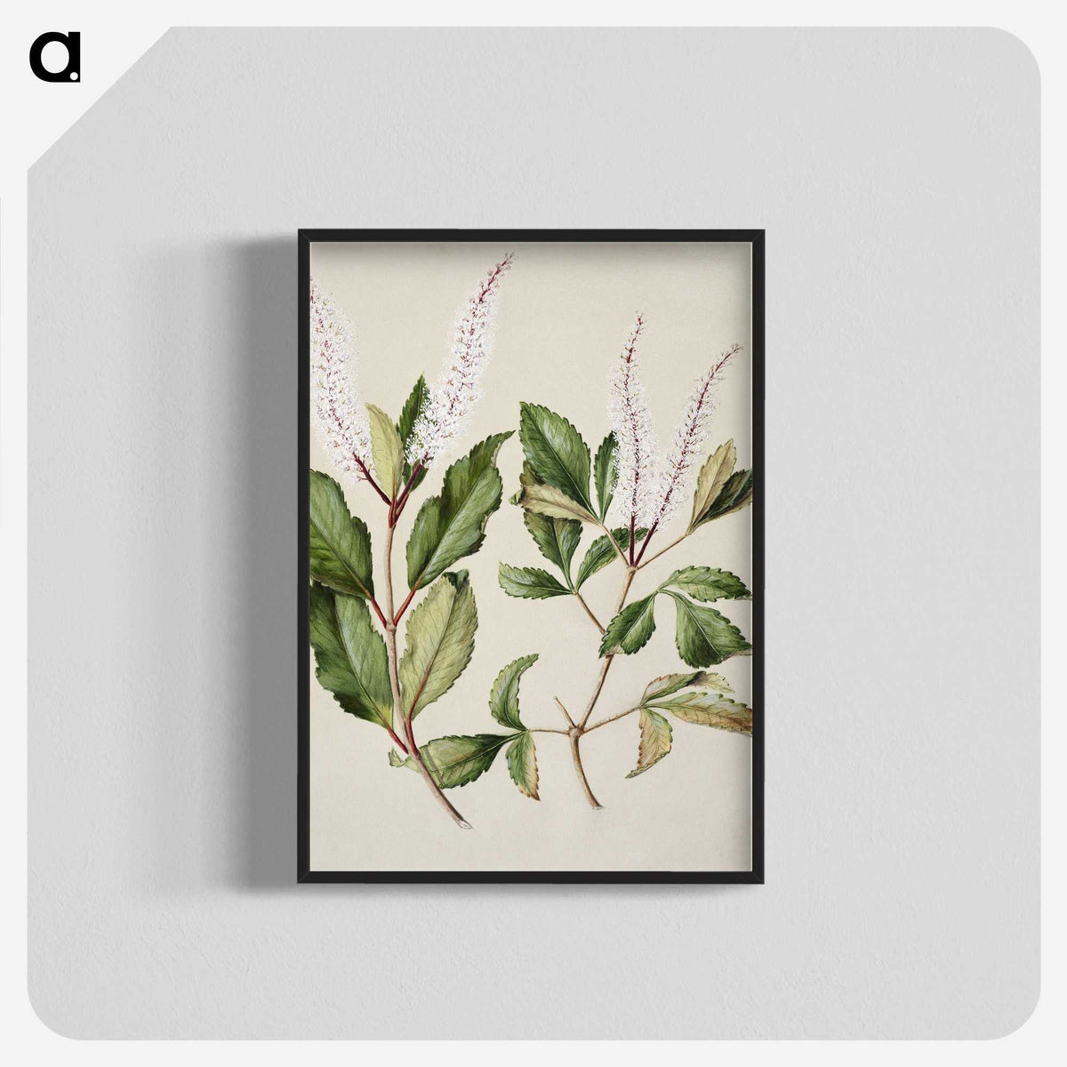 1-89_Native-Flowering-Plants-of-New-Zealand_blk-crop