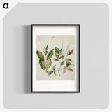 1-89_Native-Flowering-Plants-of-New-Zealand_blk