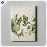 1-89_Native-Flowering-Plants-of-New-Zealand_canvas