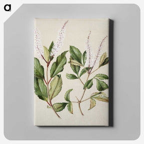1-89_Native-Flowering-Plants-of-New-Zealand_canvas