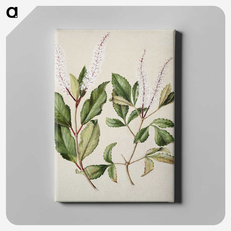 1-89_Native-Flowering-Plants-of-New-Zealand_canvas