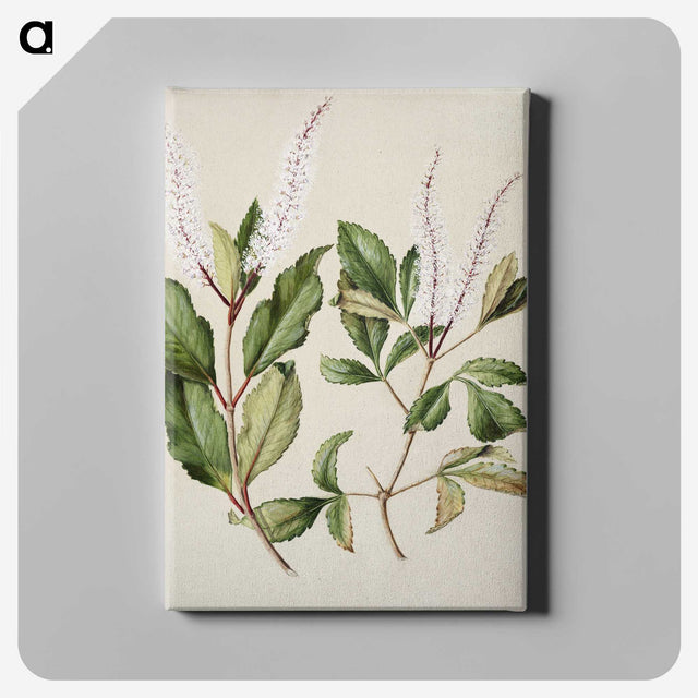 1-89_Native-Flowering-Plants-of-New-Zealand_canvas