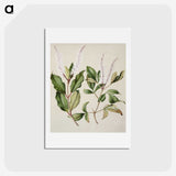 1-89_Native-Flowering-Plants-of-New-Zealand_hagaki