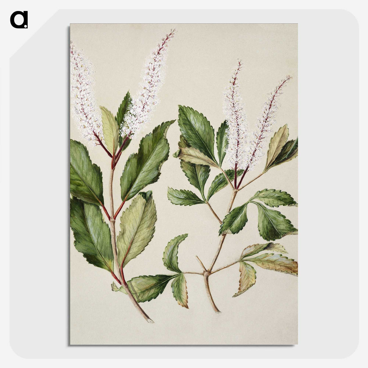 1-89_Native-Flowering-Plants-of-New-Zealand_picture-crop