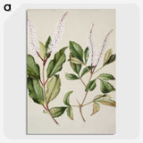 1-89_Native-Flowering-Plants-of-New-Zealand_picture-crop