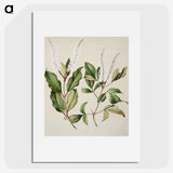 1-89_Native-Flowering-Plants-of-New-Zealand_picture