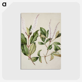 1-89_Native-Flowering-Plants-of-New-Zealand_postcard