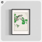 アートポスター-Barbary Dove and Oak Tree
 - 鳥類図鑑 Poster.