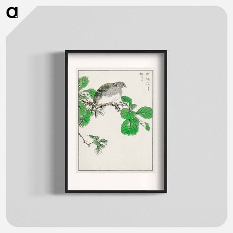 アートポスター-Barbary Dove and Oak Tree
 - 鳥類図鑑 Poster.