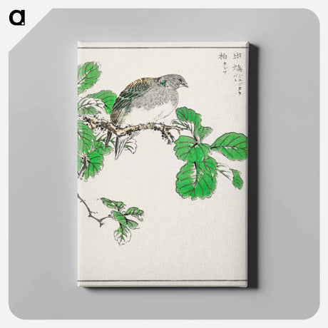 アートパネル-Barbary Dove and Oak Tree
 - 鳥類図鑑 Canvas.