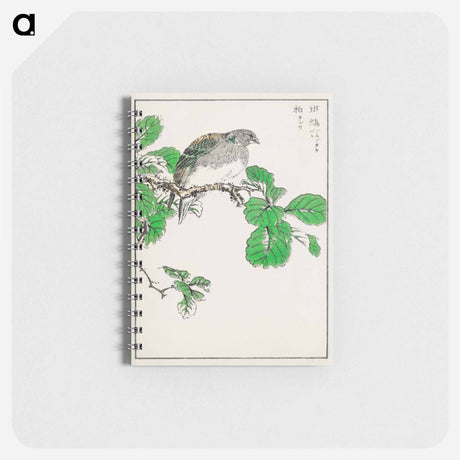 アートメモ帳-Barbary Dove and Oak Tree
 - 鳥類図鑑 Memo.