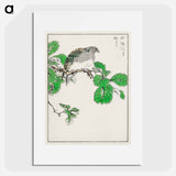 アートポスター-Barbary Dove and Oak Tree
 - 鳥類図鑑 Poster.