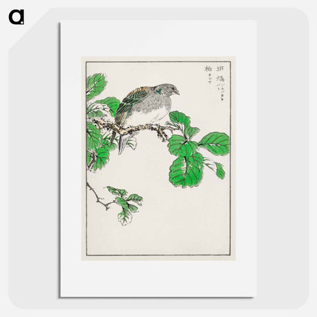 アートポスター-Barbary Dove and Oak Tree
 - 鳥類図鑑 Poster.
