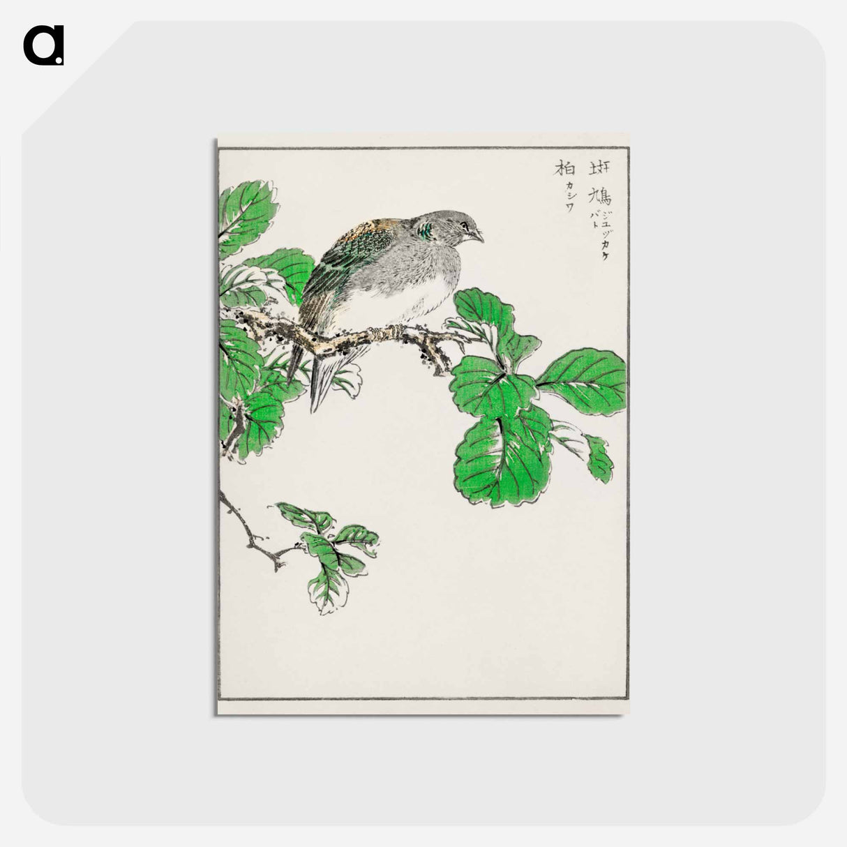 アートポストカード-Barbary Dove and Oak Tree
 - 鳥類図鑑 Postcard.