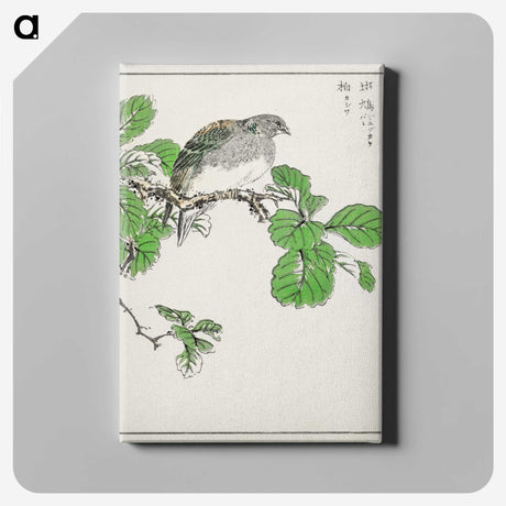 1-89_Pictorial-Monograph-of-Birds_canvas