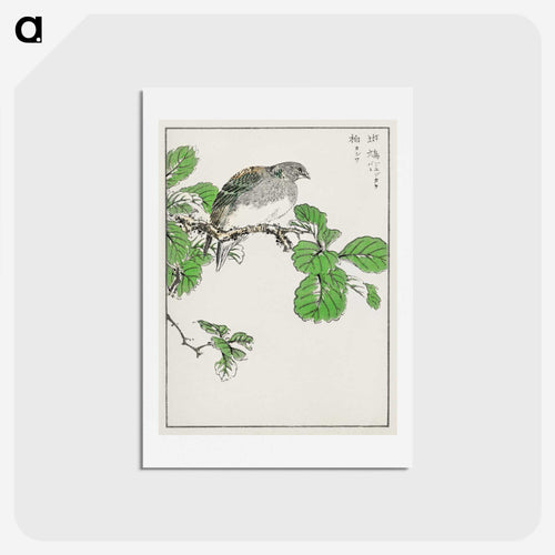 コキジバトと樫の木 - 鳥類図鑑 Postcard.
