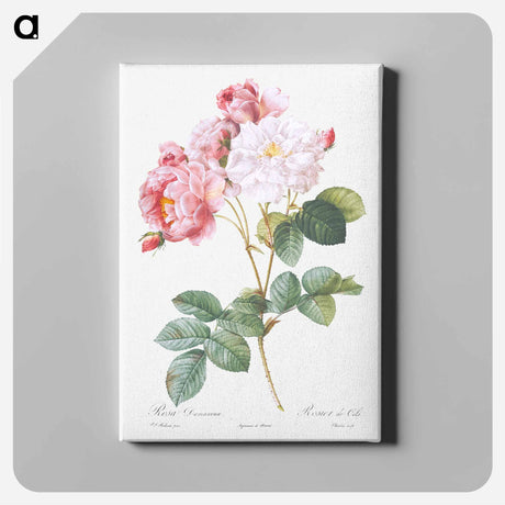 アートパネル-Rosa × damascena, Rosebush - ピエール ジョゼフ ルドゥーテ Canvas.