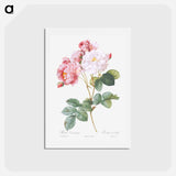 アートポストカード-Rosa × damascena, Rosebush - ピエール ジョゼフ ルドゥーテ Postcard.