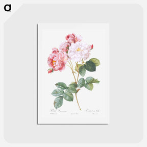 アートポストカード-Rosa × damascena, Rosebush - ピエール ジョゼフ ルドゥーテ Postcard.