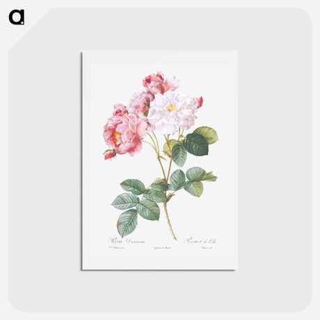 アートポストカード-Rosa × damascena, Rosebush - ピエール ジョゼフ ルドゥーテ Postcard.