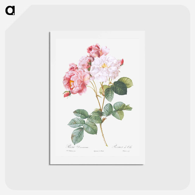 アートポストカード-Rosa × damascena, Rosebush - ピエール ジョゼフ ルドゥーテ Postcard.