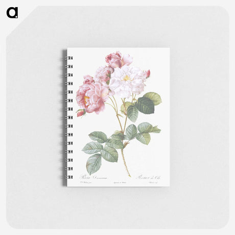 1-89_Pierre-Joseph-Redoute_memo