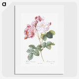 1-89_Pierre-Joseph-Redoute_picture