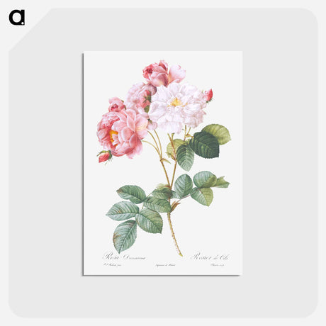 アートポストカード-Rosa × damascena, Rosebush - ピエール ジョゼフ ルドゥーテ Postcard.