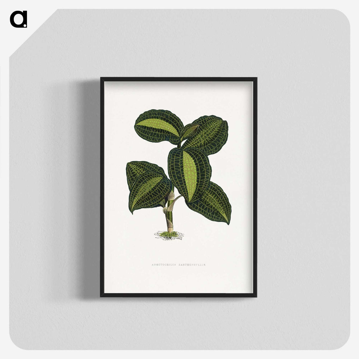 1-89_Plants-with-Colored-Foliage_blk-crop