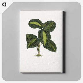 1-89_Plants-with-Colored-Foliage_canvas
