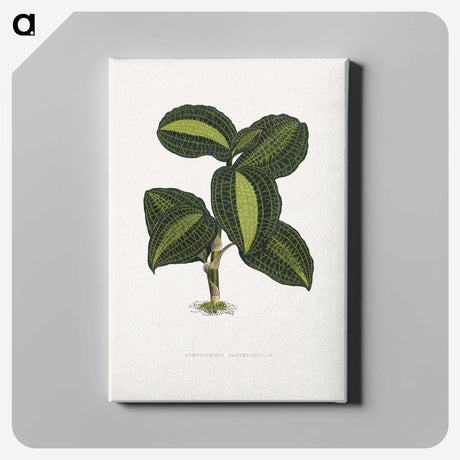 1-89_Plants-with-Colored-Foliage_canvas
