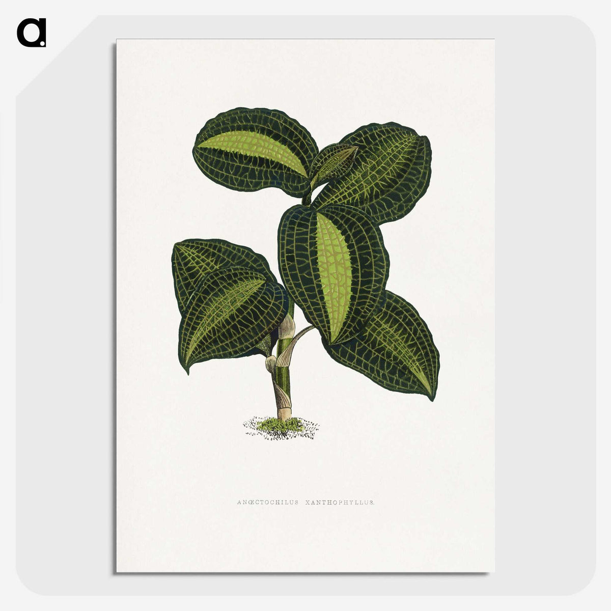 1-89_Plants-with-Colored-Foliage_picture-crop