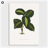 1-89_Plants-with-Colored-Foliage_picture-crop