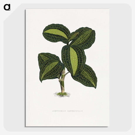 1-89_Plants-with-Colored-Foliage_picture-crop