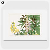 1-89_Seiyo-Soka-Zufu_picture