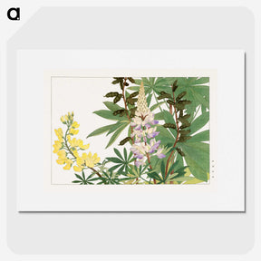 1-89_Seiyo-Soka-Zufu_picture