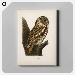 アートパネル-Tawny Owl
 - スヴェンスカ フォグラル Canvas.